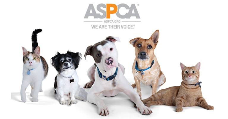 affordable brakes replacement